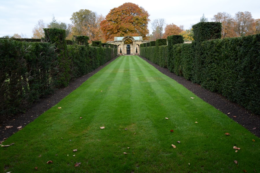 A striped lawn running between two clipped hedges