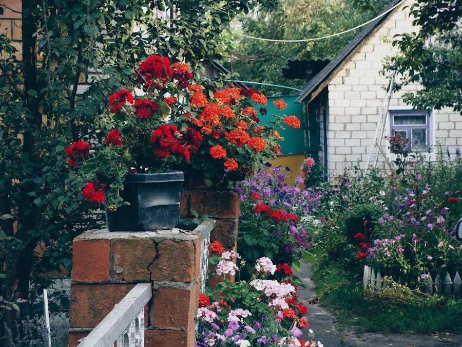Climbing roses and pots against a garden wall