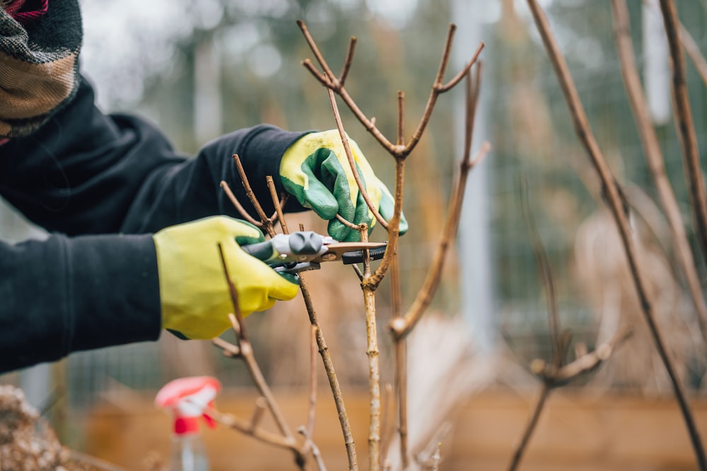 Gloved hands pruning bare stems with secateurs in winter